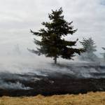 Laura Guido/Whidbey News Group                                Smoke rises at controlled burn at the Admiralty Inlet Natural Area Preserve.
