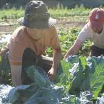 Evan Thompson / The Record                                Skyroot Farm intern Stoni Tomson, left, and co-owner Elizabeth Wheat work on a cabbage field at the Clinton-based farm on Monday afternoon.