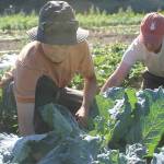 Intern program helps small farms bloom