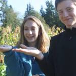 Evan Thompson / The Record &mdash; South Whidbey seniors Alexa Varga and Ari Rohan hold up sour gherkins, also known as the &ldquo;mouse melon&rdquo; during their intro to agriculture class on Thursday morning.