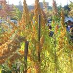 Evan Thompson / The Record &mdash; Rows of plants and vegetables fill South Whidbey High School&rsquo;s newest garden, which students have access to throughout the day. The plant pictured is a rainbow quinoa.
