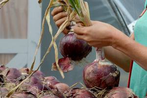 Week-long event to feature Whidbey Island farms