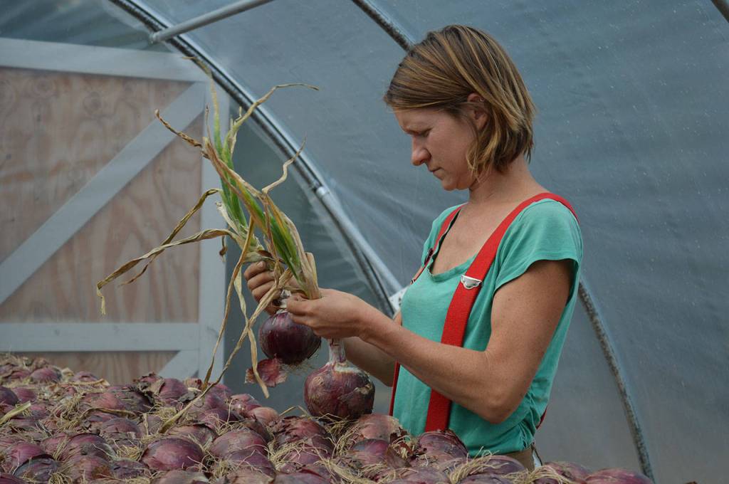 Kylie Neal inspects drying onions at Kettle&rsquo;s Edge Farm Monday. The farm is one of many local organizations participating in Whidbey Island Grown Week, running from Sept. 29 to Oct. 8. Photo by Laura Guido/Whidbey News-Times