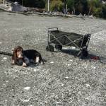 Contributed photo &mdash; A universal access project at Clinton Beach Park was aimed at humans but has proven to be a benefit to pets as well.