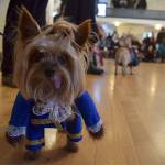 Pups, owners strut their stuff in Bayview