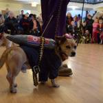 Kyle Jensen / The Record &mdash; Mutt Strut included playful political undertones. Rio, a corgi and Jack Russell mix, dress as &ldquo;Little Rocket Man&rdquo; and wore a North Korean missile on his back.