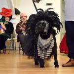 Kyle Jensen / The Record &mdash; Maggie, a black lab, took home an award for best dog costume after she strutted her stuff as a showgirl.