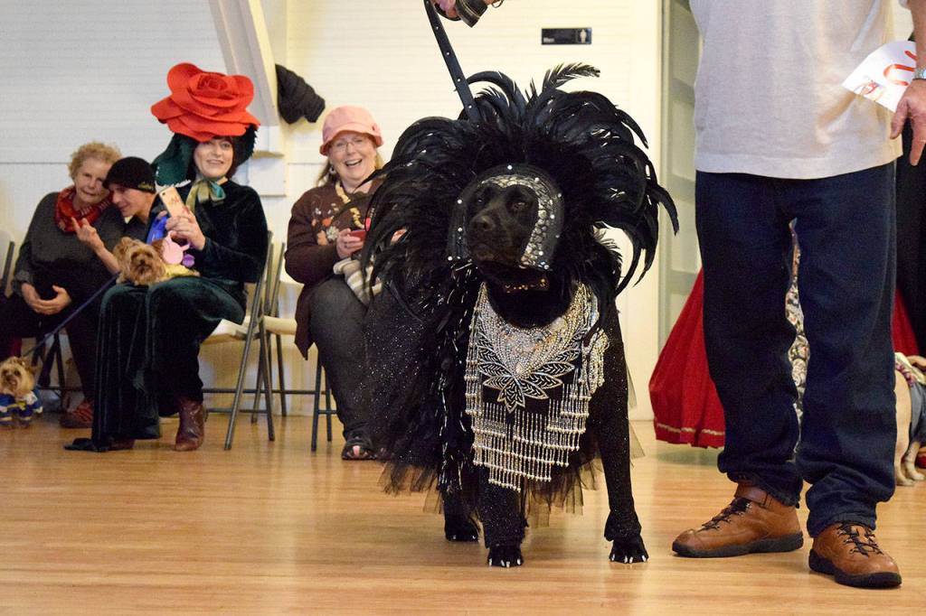 Kyle Jensen / The Record &mdash; Maggie, a black lab, took home an award for best dog costume after she strutted her stuff as a showgirl.