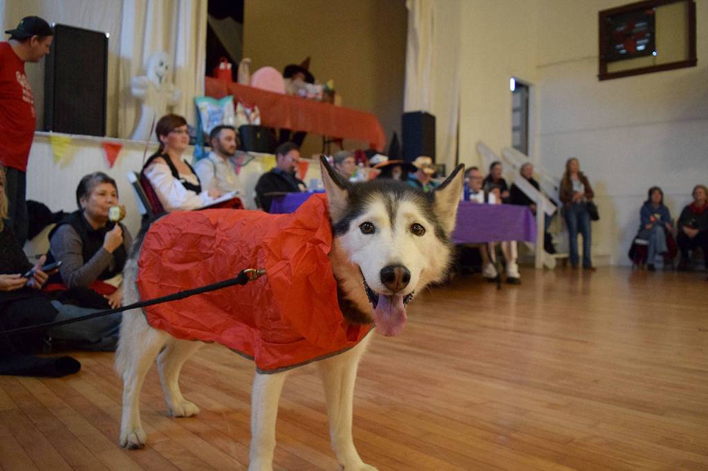 Kyle Jensen / The Record &mdash; Tui, a Siberian Husky, has participated in every single Mutt Strut since its beginning 12 years ago.