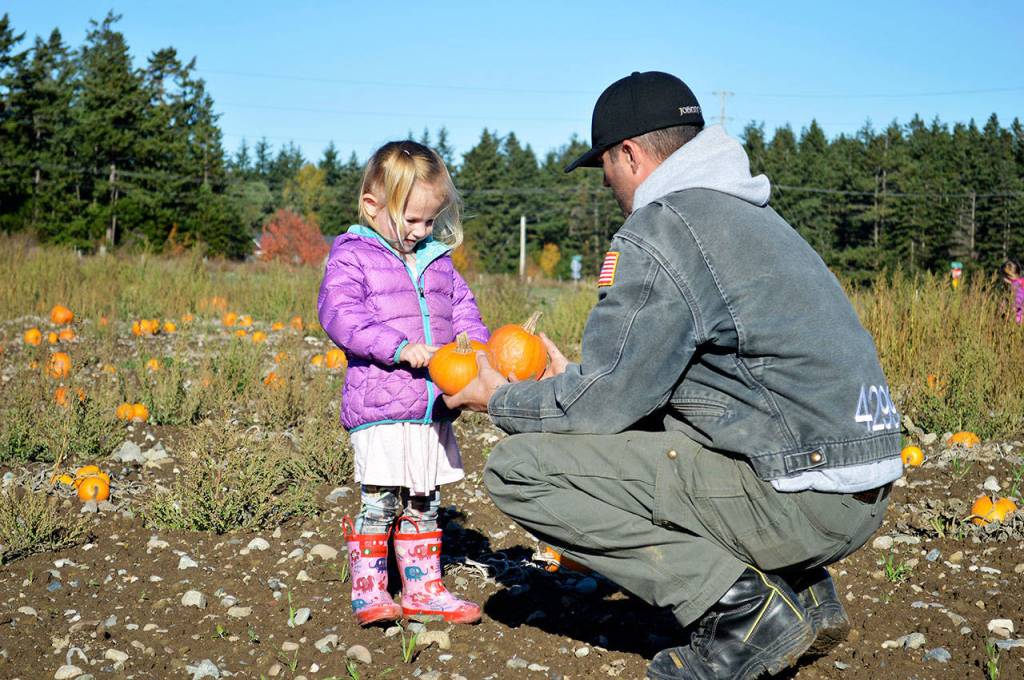 Scotlyn Helm tries to decide between the two pumpkins held out by her dad, Jerry Helm, at the pumpkin patch at Sherman&rsquo;s Pioneer Farm Tuesday afternoon. Photo by Laura Guido/Whidbey News-Times