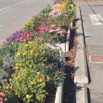 Contributed photo &mdash; A local effort led to the beautification of cement plant boxes in front of the Island County Sheriff&rsquo;s Office in Freeland.