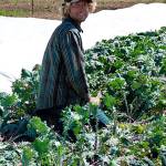 Contributed photo &mdash; Student Nick Conard works in the farm school&rsquo;s kale garden.