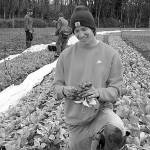 Contributed photo                                Student Peyton Cypress harvests radishes from the early spring. Cypress plans to take what he learned at Organic Farm School to the Midwest, where he grew up.