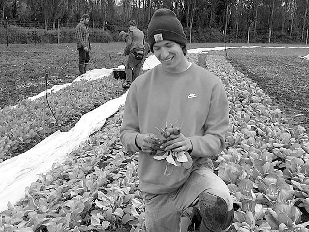 Contributed photo                                Student Peyton Cypress harvests radishes from the early spring. Cypress plans to take what he learned at Organic Farm School to the Midwest, where he grew up.
