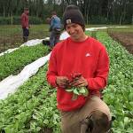 Contributed photo                                Student Peyton Cypress harvests radishes from the early spring. Cypress plans to take what he learned at Organic Farm School to the Midwest, where he grew up.