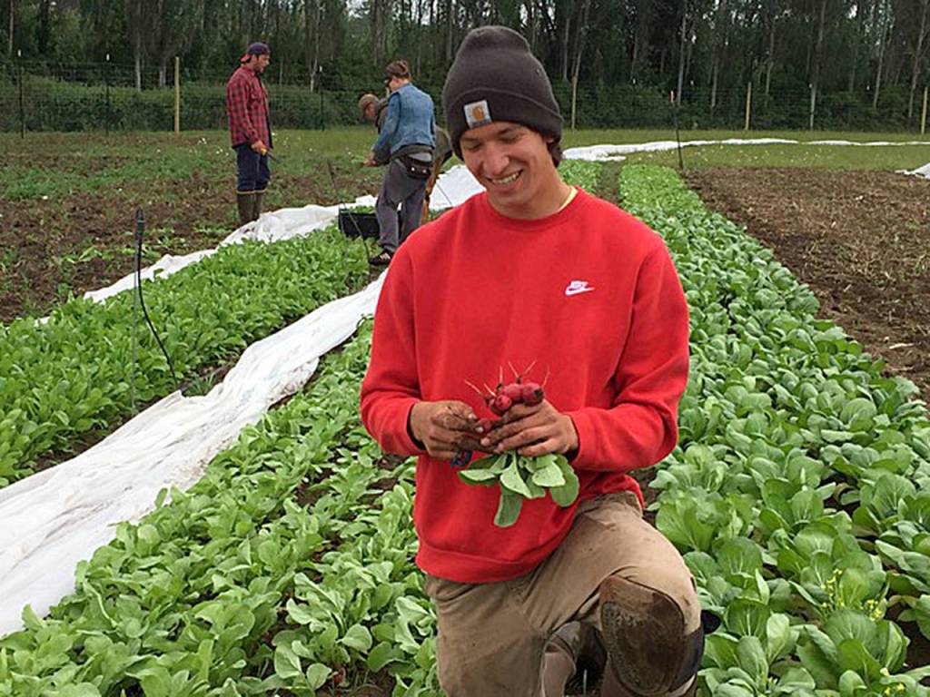 Contributed photo                                Student Peyton Cypress harvests radishes from the early spring. Cypress plans to take what he learned at Organic Farm School to the Midwest, where he grew up.