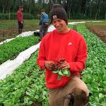 Contributed photo &mdash; Student Peyton Cypress harvests radishes from the early spring. Cypress plans to take what he learned at Organic Farm School to the Midwest, where he grew up.