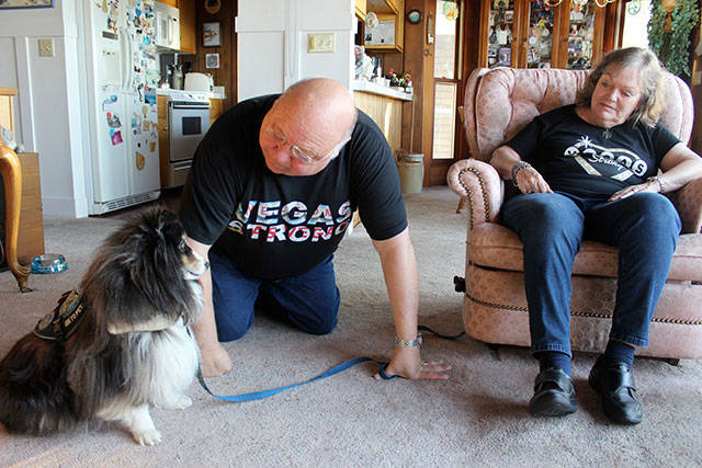 Gary Hammer and therapy Shetland sheepdog, Nitro, recently returned from Las Vegas where they traveled to comfort victims after the city&rsquo;s mass shooting. Nitro is also a service dog for Kathy Hammer. The couple live in Greenbank where Nitro sometimes gets to be a plain pet dog. Photos by Patricia Guthrie/Whidbey News-Times