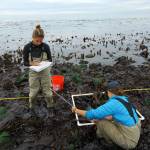 Rick Baker photo                                Citizen Stewardship Committee volunteers Emily Cain (left) and Jamie Liljegren (right) measure kelp. The Smith and Minor Islands Aquatic Reserve has the largest bull kelp forest in the state.