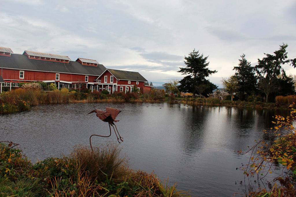 Geese, sea birds and herons often take refuge at Greenbank Farms pond and wetlands. It also features gardens, hiking trails, birding platform and off-lease dog park. Photo by Patricia Guthrie/Whidbey News-Group