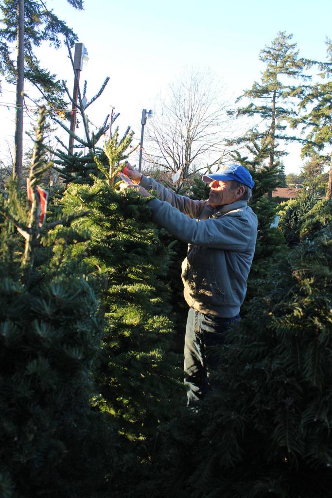John Upah with the Oak Harbor Lions Club checks checks the lots selection. Whidbey Island is feeling the pinch of the Northwests Christmas tree shortage, some vendors say. Photo by Patricia Guthrie/Whidbey News-Times