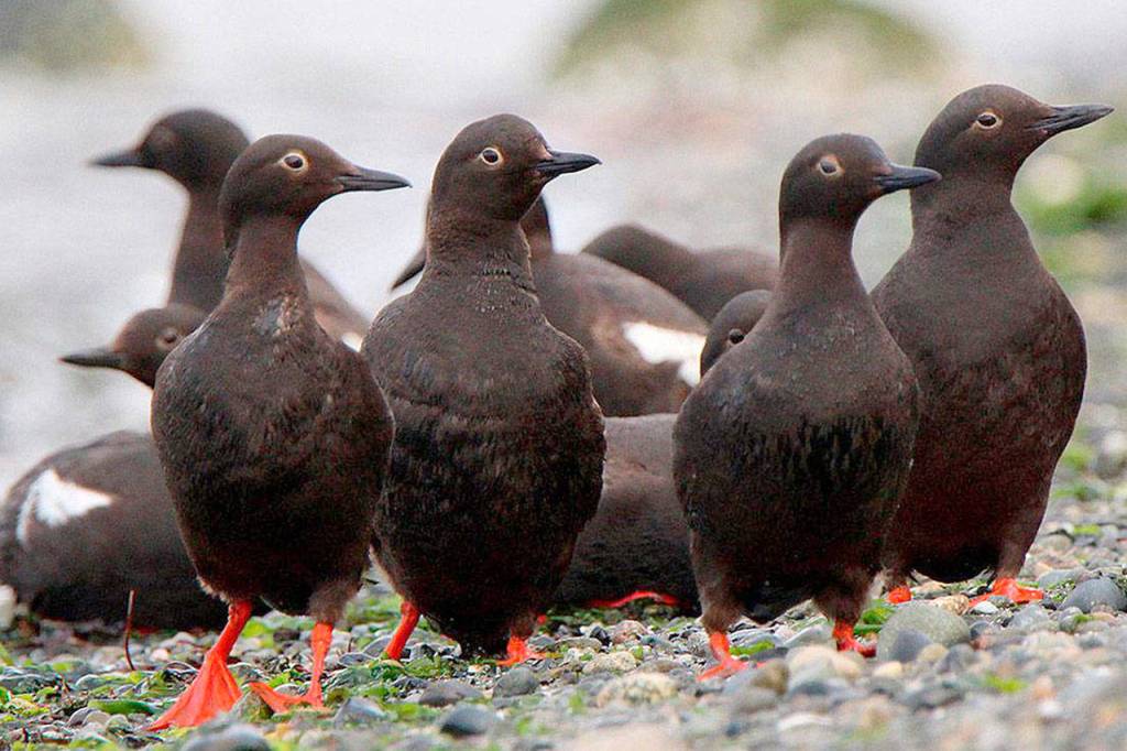 The red-footed Pigeon Guillemot breeds in 25 colonies from Clinton to Deception Pass. Photo provided by Govinda Rosling