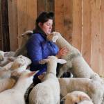 Kyle Jensen / The Record  Glendale Shepherd employee Anna Magnuson enters a pen during lambing seasons to check on the older lambs, but is ambushed in the process.