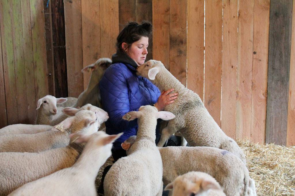Kyle Jensen / The Record  Glendale Shepherd employee Anna Magnuson enters a pen during lambing seasons to check on the older lambs, but is ambushed in the process.