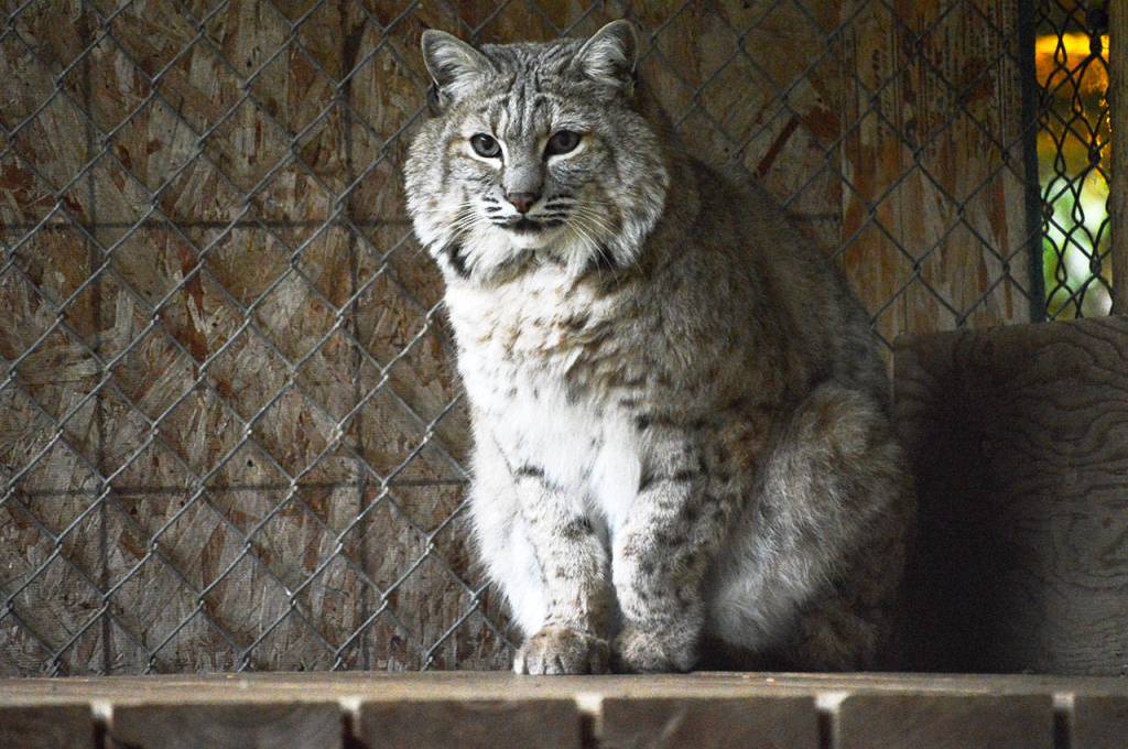 Laura Guido / Whidbey News Group  Lussmyers other big cat, Bob the 6-year-old bobcat, lives in a 20-foot-by-40-foot outdoor cage.