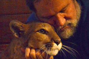 Greenbank man has big cats on view