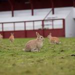 Kyle Jensen / The Record  It doesnt take long to spot Langleys rabbits. Hordes of rabbits dotted the fairgrounds Thursday afternoon, as they munched on their lunches. Langley property owners have complained about property damage in the past, and solutions to Langleys bunny woes have been floated again.