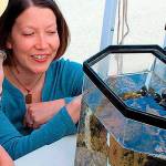 Sound Water Stewards seek more volunteers