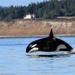 Uptick in sightings reassures whale experts
