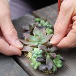 Cold glue is used to hold succulent leaves onto a wire bundle.