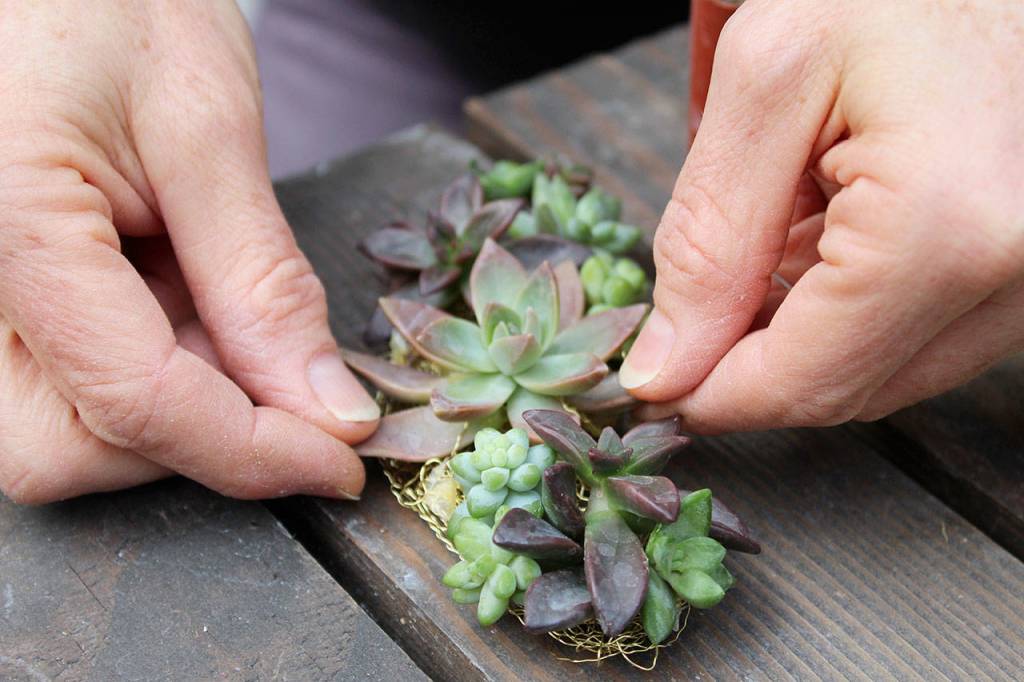 Cold glue is used to hold succulent leaves onto a wire bundle.