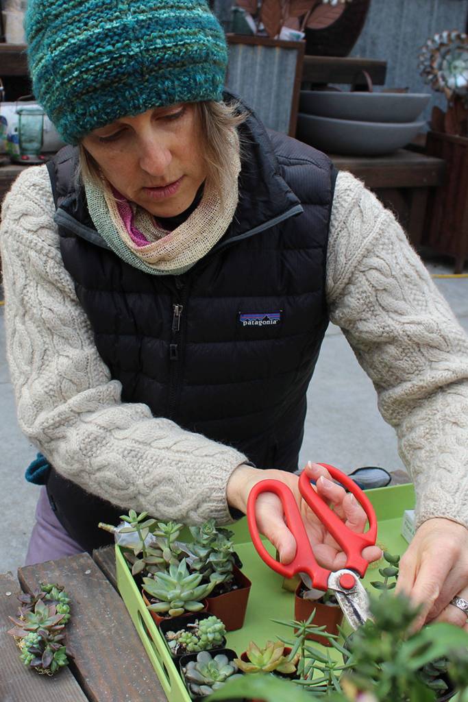 Tobey Nelson cuts tiny pieces of a succulent plant to use on her botanical jewelry creations. Nelson is teaching a floral jewelry class at the upcoming Whidbey Gardening Workshop. Photo by Patricia Guthrie/Whidbey News-Times
