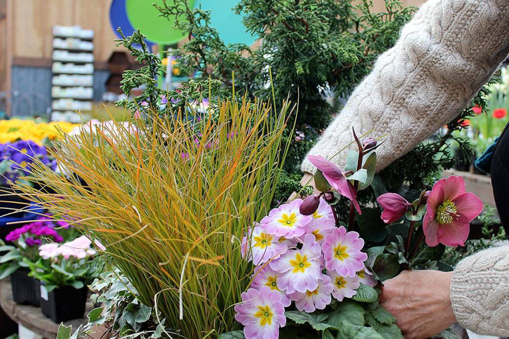 Elements of color, texture, size, shape and foliage figure into container gardening.