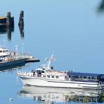 Time for whales and whale watching boats
