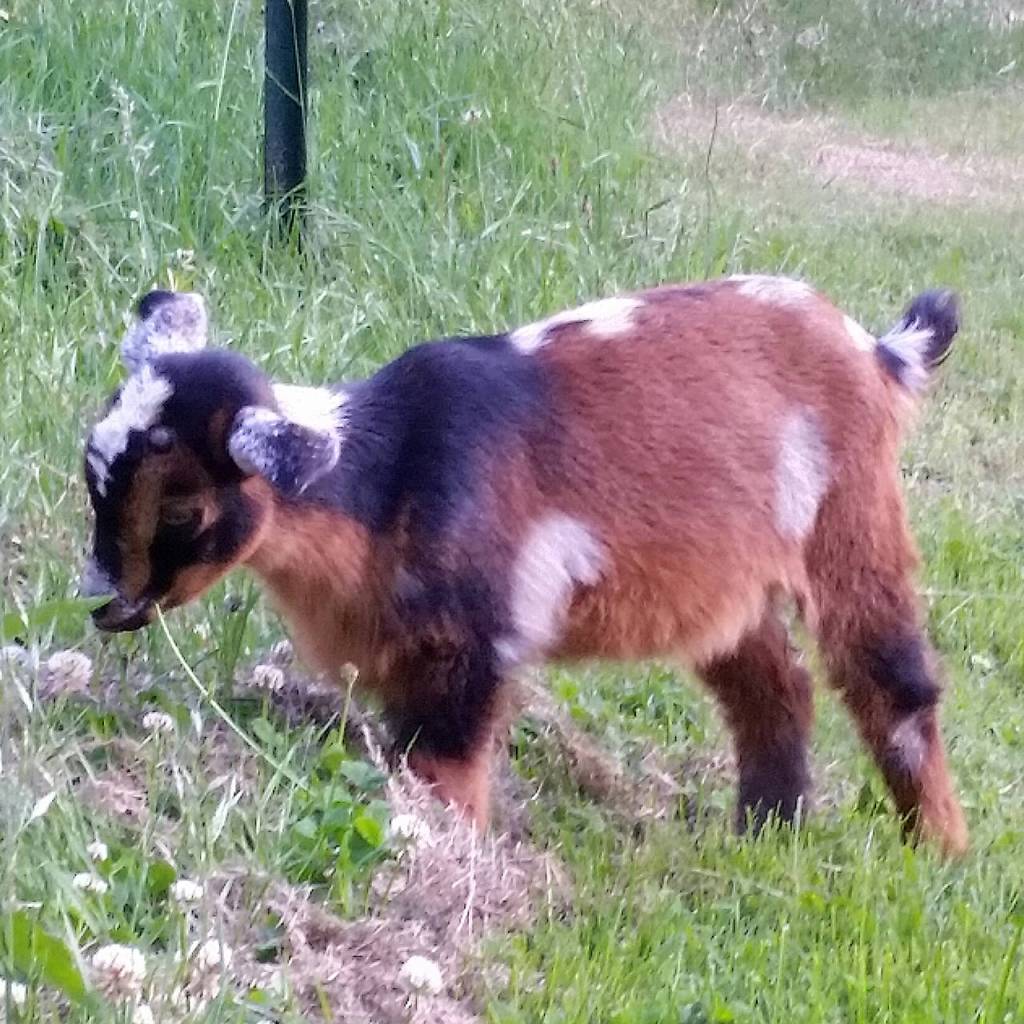 This baby goat will be one of many kids at Goat University Saturday.                                Photo provided