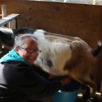 Tess Cooper milks one of the dairy goats on the family farm.