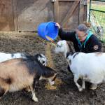 Tess Cooper feeds some of the dozen goats on her Greenbank farm. The 4H Club Four Seasons Farm is holding its first Goat University Saturday at Whidbey Island Fairgrounds. Photos by Patricia Guthrie/Whidbey News Group