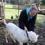 Some of the goats on Tess Coopers farm are used as pack animals for hiking trips, such as this rambunctious one. Others are rented out to chew up undesired landscaping, such as weeds and blackberry bushes.