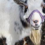 Goat University not kidding around