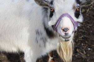 Goat University not kidding around