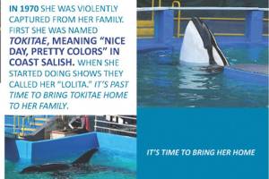 Lummi demand release of captive orca