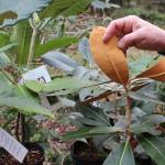 Some rhododendrons possess a velvety underside on the leaves that act as a moisture collector.