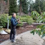 Executive director Frank Simpson explains how the strolling paths at Meerkerk Gardens are wider and have new vistas and choices to explore.