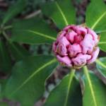 Rhodies native to Washington are pink and generally bloom late March through June. They are also fragrant to attract pollinators. This one at Meerkerk could be among the first to burst.