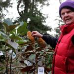 Susie Reynolds, nursery manager, tends to hundreds of different species of rhododendrons and companion plants at Meerkerk Gardens.