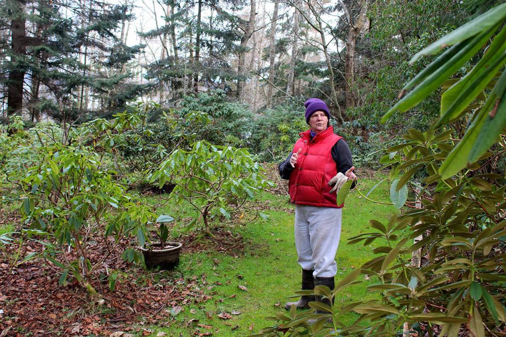 Nursery manager Susie Reynolds stands among the 10 acres of display gardens at Meerkerk that also contains 43 acres of forest trails.